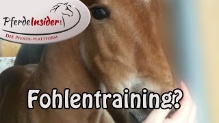 Fohlentraining Kinderarbeit bei Pferden [upl. by Neesay]