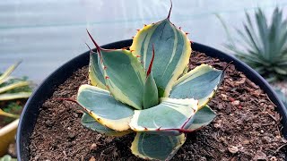 4 diferentes variedades del agave parryi truncata [upl. by Aicined]