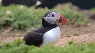 Puffins on Skomer Island Wales UK [upl. by Kenaz]