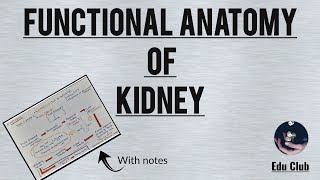 Functional Anatomy of kidney  Fuctions  Cortical and Juxtamedullary nephron [upl. by Gail]