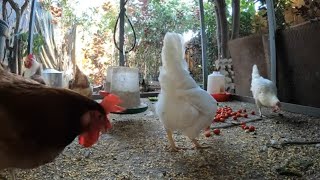 Backyard Chickens Long Relaxing Video Sounds Noises Hens Clucking Roosters Crowing [upl. by Htrag]