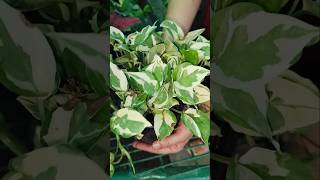 Pothos houseplant for home balcony decor plants garden indoorplants homedecor homegardens 2024 [upl. by Grubman]