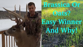 Brassica vs Oats Food Plot  Big Bucks Pick Oats Deer Can’t Resist Them In Fall [upl. by Irt]