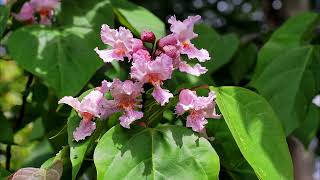 Catalpa species at Caerhays [upl. by Anael681]