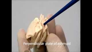 Osteology of the Skull 10 Ethmoid Bone [upl. by Crescen]