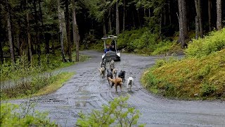 Sled Dog Discovery amp Mushers Camp  Shore Excursion  NCL [upl. by Xyno]