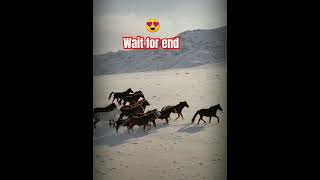 Amazing horse riding  horse videos shorts animals [upl. by Ecinhoj]