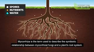 Mycorrhizal Fungi Animation [upl. by Rafe5]