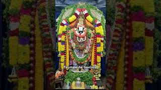 కట్టెదురా వైకుంఠంtirupati ttd devotional tirumala telugu [upl. by Wordoow]