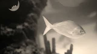 CBeebies Daydreams Little Daydreams 1 Peaceful Dolphins Sepia [upl. by Farhi996]