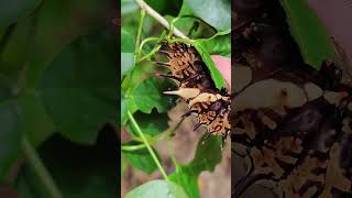 Giant caterpillars Troides aeacus the golden birdwing [upl. by Clyde]