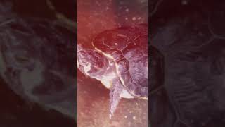 Las TORTUGAS buscan ser FELICES 🥰 curiosidades sabiasque datoscuriosos education fyp shorts [upl. by Okimuy]