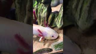 This Animal Can Regrow Its Body Parts shorts animalfacts axolotl [upl. by Idnar508]