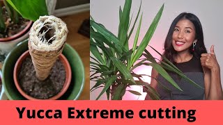 Yucca propagation extreme way  Faster growing yucca propagations by cutting the main thick stem [upl. by Parry]