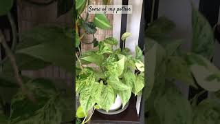 Varieties of Pothos  Office Plants [upl. by Ardnossac345]