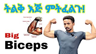 4 Exercises for Big biceps  ትልቅ ጡንቻ ምትፈልጉ ስ ሯቸው  build big biceps [upl. by Leta]