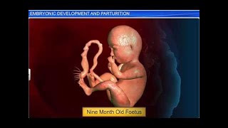 CBSE Class 12 Biology Human Reproduction – 5 Embryonic Development and Parturition [upl. by Feingold]