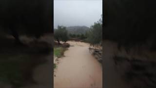 Arroyo de Carniceros afluente del Río de Cauche desbordado Casabermeja 29 Octubre 2024 [upl. by Jarvey580]