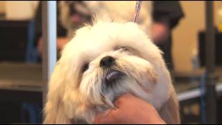 How to Groom a ShaggyHaired Dog Around its Eyes  Dog Grooming [upl. by Rhine438]