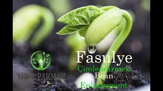 Fasulye Nasıl Çimlenir GÖRSEL SHOW   Bean Enlargement [upl. by Naujud]