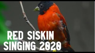 Red Siskin Singing Training 2020  Canto Pintassilgo [upl. by Alyl]