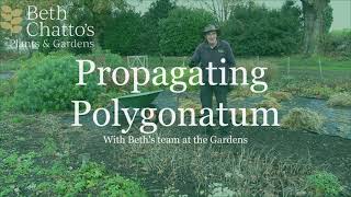 How to propagate Polygonatum  Solomons Seal [upl. by Trout]