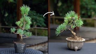 Creating a Pine Bonsai [upl. by Areem]