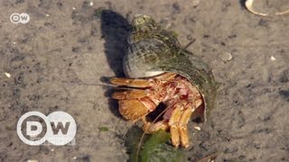 Abenteuer Wattenmeer  DW Deutsch [upl. by Toogood]