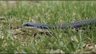 Amazing Adaptions of Snakes [upl. by O'Toole]