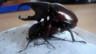 Xylotrupes gideon sumatrensis  Rhinoceros Beetle  Nashornkäfer [upl. by Eyssej]