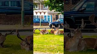 These Fallow deer bucks are certainly independent 4th July 🫎🫎🫎 [upl. by Cormack365]