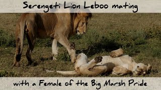 Serengeti Lion Leboo mating with a Female of the Big Marsh Pride 4K [upl. by Nwonknu]