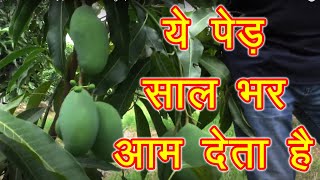 आम की ये प्रजाति साल भर फल देती है  Thailand mango  Baramasi Aam [upl. by Yardna]