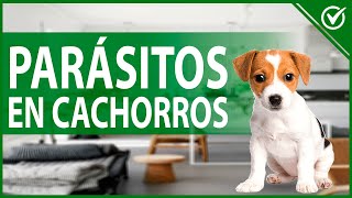 🐶 Parásitos más Comunes en Cachorros Tipos Síntomas y Tratamientos Veterinarios 🐶🐛 [upl. by Aztilem70]