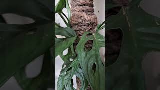 Monstera monsteraplant shortvideo youtubeshorts viralshorts reels nature plants gardening [upl. by Jess274]