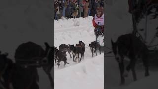 GO DOG GO Sled Dog Races in Alaska [upl. by Maire758]