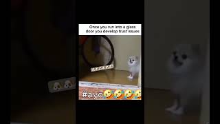 Dog’s trust issue with window glass😂😂😂 subscribe chihuahuatraining trending funny [upl. by Noramac]