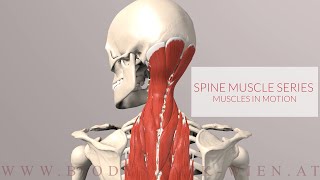 Spine Series Neck Muscles in Motion 3D Animation [upl. by Ttiwed]