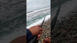 nature adventure pesca fishing fish corvina fishinglife gopro playa [upl. by Anibas493]