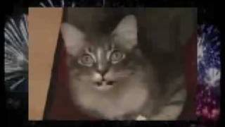 FUNNY CATS SING NEW YEARS  MUST SEE IT [upl. by Nodal711]