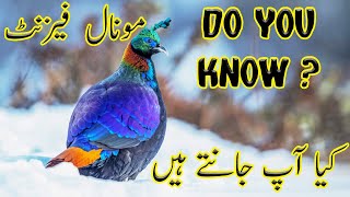 Things to Know about Himalayan Monal pheasant  Urdu  Hindi [upl. by Gilligan]