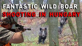 Incroyables scènes de chasse aux sangliers en Hongrie  Fantastic Wild Boar Hunting Hungary [upl. by Maryjane246]