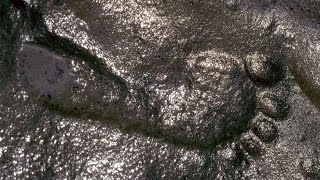 6 Impossible Fossils That Could COMPLETELY Rewrite Human History [upl. by Llezniuq149]