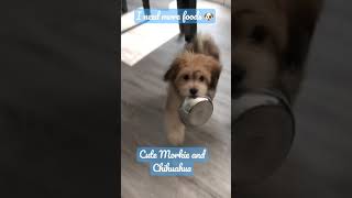 When 12 weeks old Morkie still Hungry 😜 [upl. by Studner]