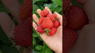 How To Grow Strawberries From Seed 🌱🍓 plants farming shorts [upl. by Yreneh251]