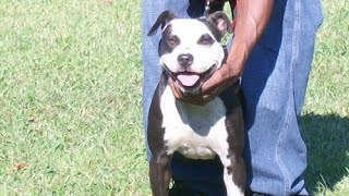 The best type of Pitbull SAMURAI KENNELS “WHY REDBOYJOCKO” [upl. by Nosa]