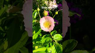 Bee pollinating a flower in slow motion at toowoomba’s prize winning garden [upl. by Winikka]