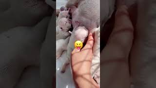 Mothers Milk Made My Puppies Strong in JUST 4 Days puppy cutepuppy doglovers [upl. by Aliuqahs]