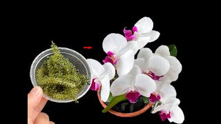 Sea grapes have great uses in helping orchids stay green and bloom [upl. by Aroved]