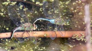 Green Darner Dragonflies Laying Eggs [upl. by Naahsar]